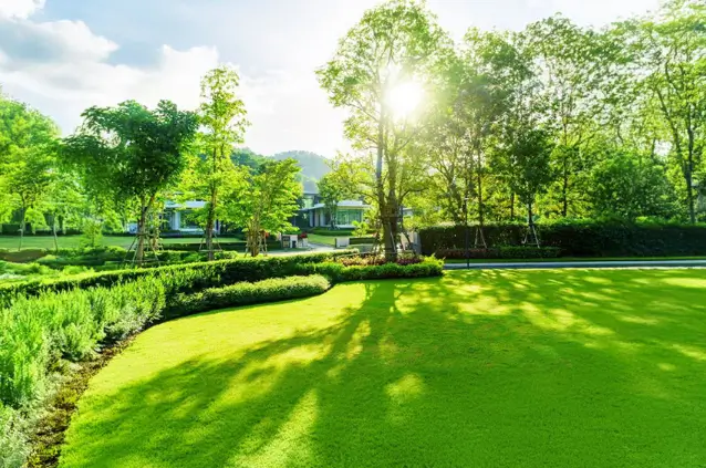 How do you choose the right buffalo grass variety for your backyard?