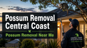 Possum removal Central Coast , Possum removal near me