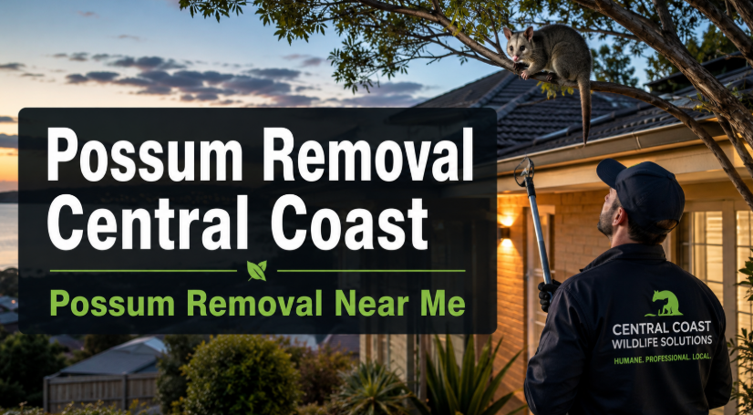 Possum removal Central Coast , Possum removal near me